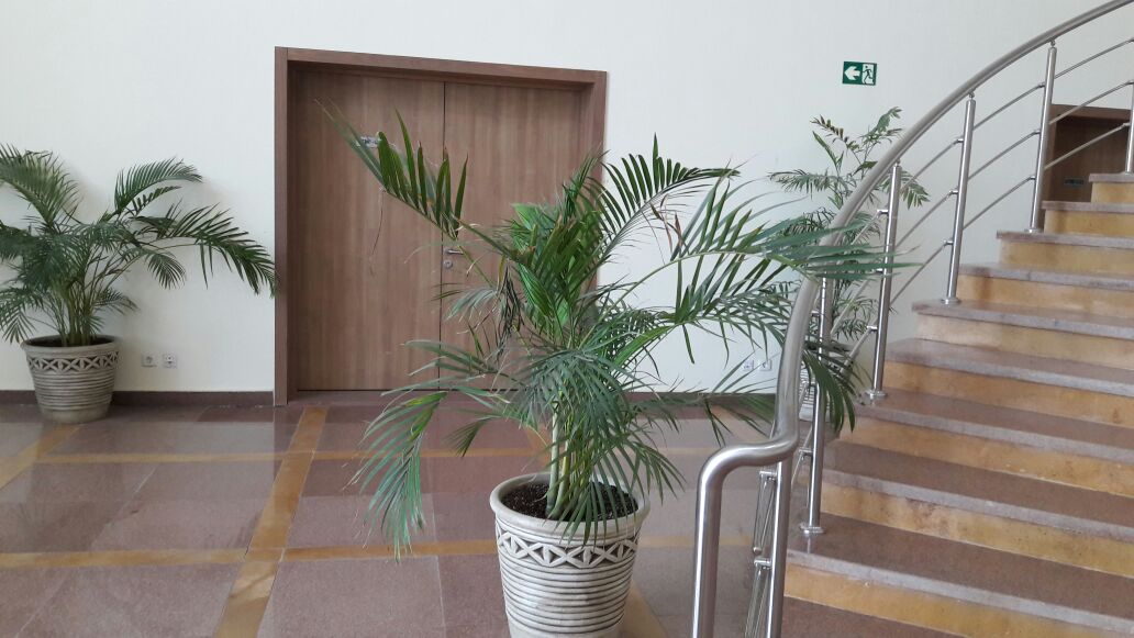 Indoor plants