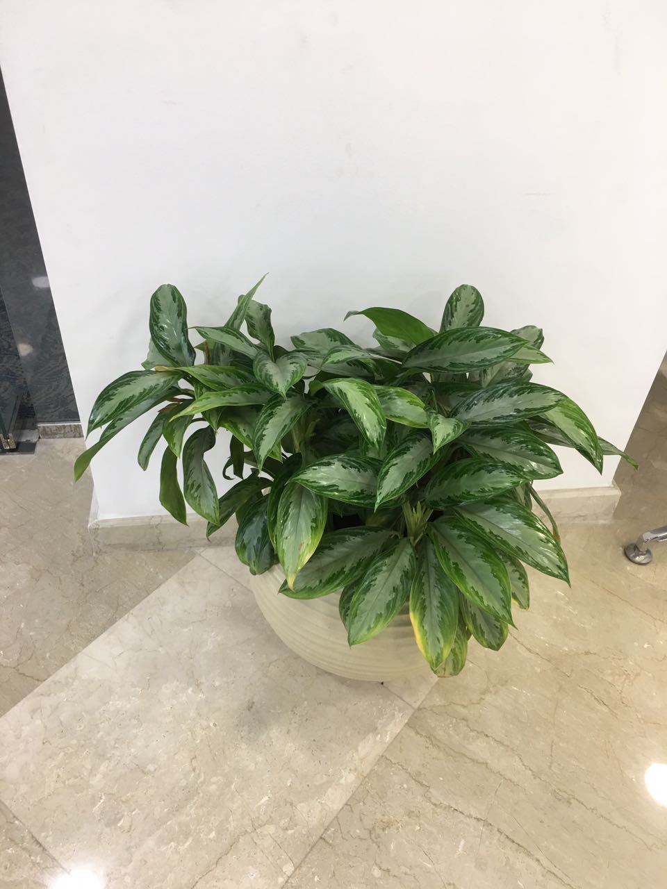 Indoor plants