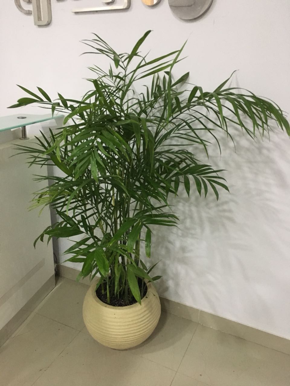 Indoor plants