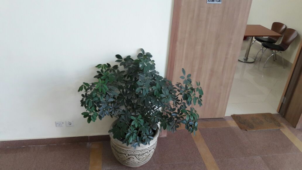 Indoor plants