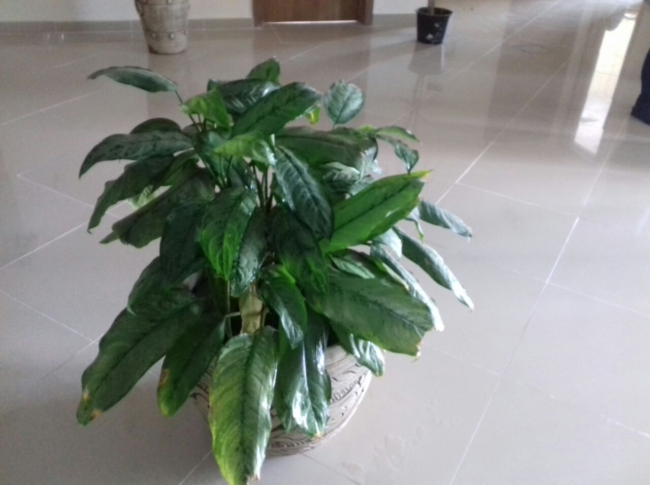 Indoor plants