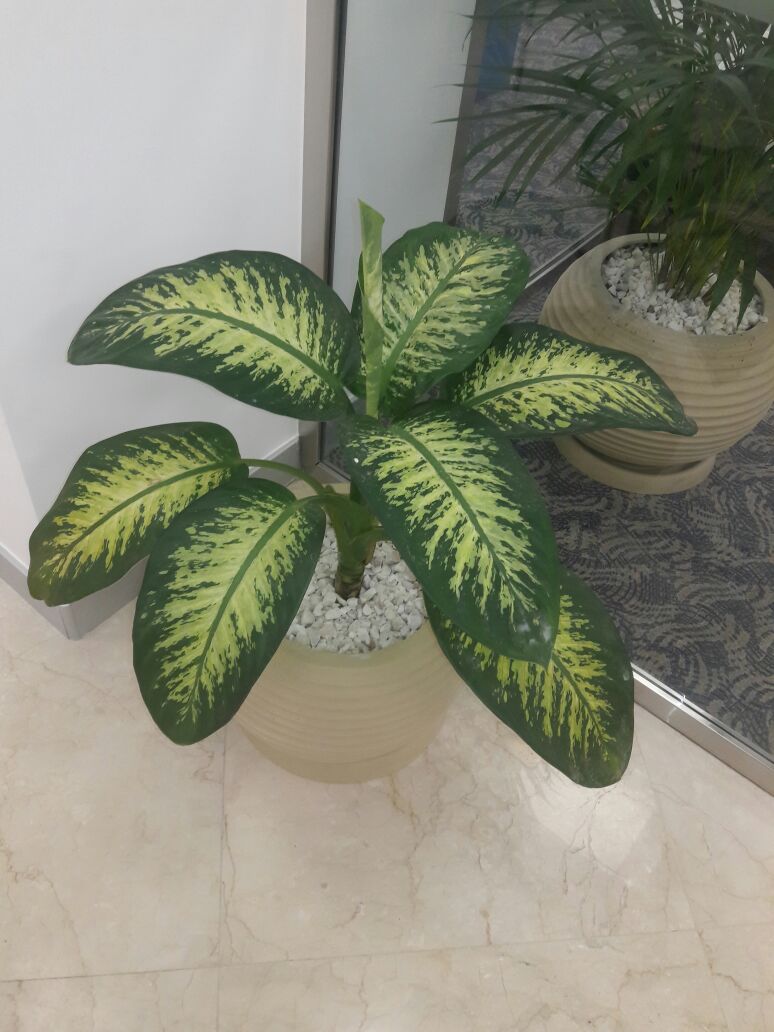 Indoor plants