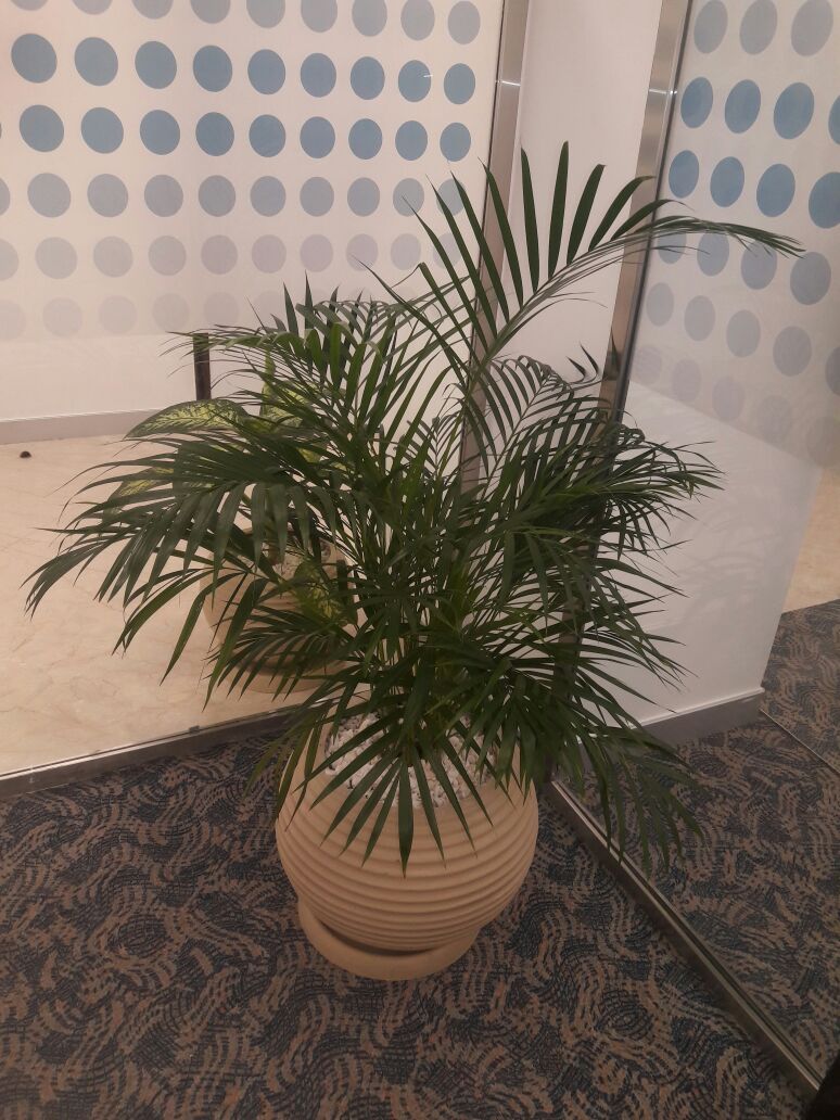 Indoor plants